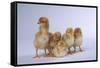 Rhode Island Red Chicks-DLILLC-Framed Stretched Canvas