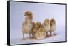 Rhode Island Red Chicks-DLILLC-Framed Stretched Canvas