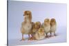 Rhode Island Red Chicks-DLILLC-Stretched Canvas