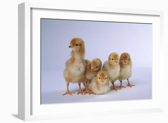 Rhode Island Red Chicks-DLILLC-Framed Photographic Print