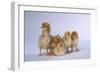 Rhode Island Red Chicks-DLILLC-Framed Photographic Print