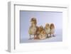 Rhode Island Red Chicks-DLILLC-Framed Photographic Print