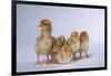 Rhode Island Red Chicks-DLILLC-Framed Photographic Print