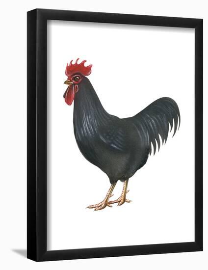 Rhode Island Red (Gallus Gallus Domesticus), Rooster, Poultry, Birds-Encyclopaedia Britannica-Framed Poster