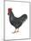 Rhode Island Red (Gallus Gallus Domesticus), Rooster, Poultry, Birds-Encyclopaedia Britannica-Mounted Poster