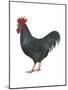 Rhode Island Red (Gallus Gallus Domesticus), Rooster, Poultry, Birds-Encyclopaedia Britannica-Mounted Poster