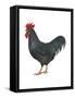 Rhode Island Red (Gallus Gallus Domesticus), Rooster, Poultry, Birds-Encyclopaedia Britannica-Framed Stretched Canvas