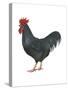 Rhode Island Red (Gallus Gallus Domesticus), Rooster, Poultry, Birds-Encyclopaedia Britannica-Stretched Canvas