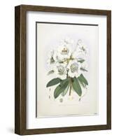 Rhodedendrum Dalhousie-Porter Design-Framed Giclee Print