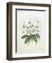 Rhodedendrum Dalhousie-Porter Design-Framed Giclee Print