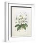 Rhodedendrum Dalhousie-Porter Design-Framed Giclee Print