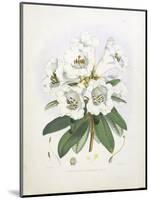 Rhodedendrum Dalhousie-Porter Design-Mounted Giclee Print