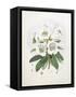 Rhodedendrum Dalhousie-Porter Design-Framed Stretched Canvas