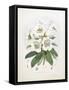 Rhodedendrum Dalhousie-Porter Design-Framed Stretched Canvas