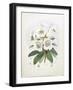 Rhodedendrum Dalhousie-Porter Design-Framed Giclee Print