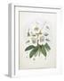 Rhodedendrum Dalhousie-Porter Design-Framed Giclee Print