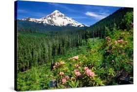 Rhodendron flowers blooming on plant with mountain range in the background, Mt Hood, Lolo Pass,...-null-Stretched Canvas