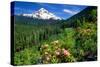 Rhodendron flowers blooming on plant with mountain range in the background, Mt Hood, Lolo Pass,...-null-Stretched Canvas