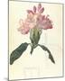 Rhodendron-Charles Rennie Mackintosh-Mounted Premium Giclee Print