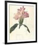 Rhodendron-Charles Rennie Mackintosh-Framed Premium Giclee Print