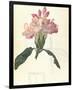 Rhodendron-Charles Rennie Mackintosh-Framed Premium Giclee Print