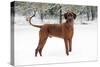 Rhodesian Ridgeback in Snow-null-Stretched Canvas