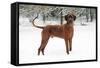 Rhodesian Ridgeback in Snow-null-Framed Stretched Canvas