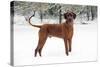 Rhodesian Ridgeback in Snow-null-Stretched Canvas