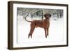 Rhodesian Ridgeback in Snow-null-Framed Photographic Print