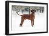 Rhodesian Ridgeback in Snow-null-Framed Photographic Print