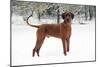 Rhodesian Ridgeback in Snow-null-Mounted Photographic Print