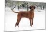 Rhodesian Ridgeback in Snow-null-Mounted Photographic Print