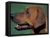 Rhodesian Ridgeback Profile-Adriano Bacchella-Framed Stretched Canvas