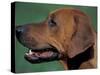 Rhodesian Ridgeback Profile-Adriano Bacchella-Stretched Canvas