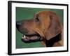 Rhodesian Ridgeback Profile-Adriano Bacchella-Framed Photographic Print