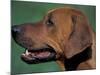 Rhodesian Ridgeback Profile-Adriano Bacchella-Mounted Photographic Print