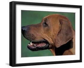 Rhodesian Ridgeback Profile-Adriano Bacchella-Framed Photographic Print