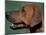 Rhodesian Ridgeback Profile-Adriano Bacchella-Mounted Photographic Print