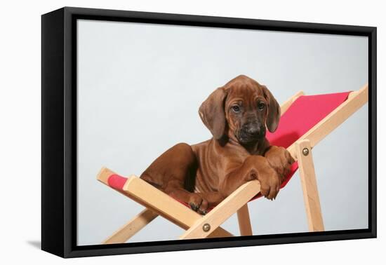 Rhodesian Ridgeback Puppy Asleep on Deck Chair-null-Framed Stretched Canvas