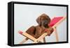 Rhodesian Ridgeback Puppy Asleep on Deck Chair-null-Framed Stretched Canvas