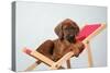 Rhodesian Ridgeback Puppy Asleep on Deck Chair-null-Stretched Canvas