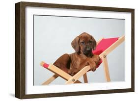 Rhodesian Ridgeback Puppy Asleep on Deck Chair-null-Framed Photographic Print