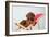 Rhodesian Ridgeback Puppy Asleep on Deck Chair-null-Framed Photographic Print