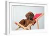 Rhodesian Ridgeback Puppy Asleep on Deck Chair-null-Framed Photographic Print