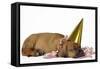 Rhodesian Ridgeback Puppy Asleep-null-Framed Stretched Canvas