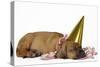 Rhodesian Ridgeback Puppy Asleep-null-Stretched Canvas