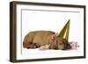 Rhodesian Ridgeback Puppy Asleep-null-Framed Photographic Print