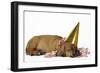 Rhodesian Ridgeback Puppy Asleep-null-Framed Photographic Print