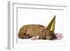 Rhodesian Ridgeback Puppy Asleep-null-Framed Photographic Print