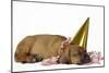 Rhodesian Ridgeback Puppy Asleep-null-Mounted Photographic Print